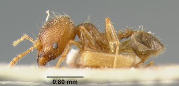 Media type: image;   Entomology 20653 Aspect: habitus lateral view